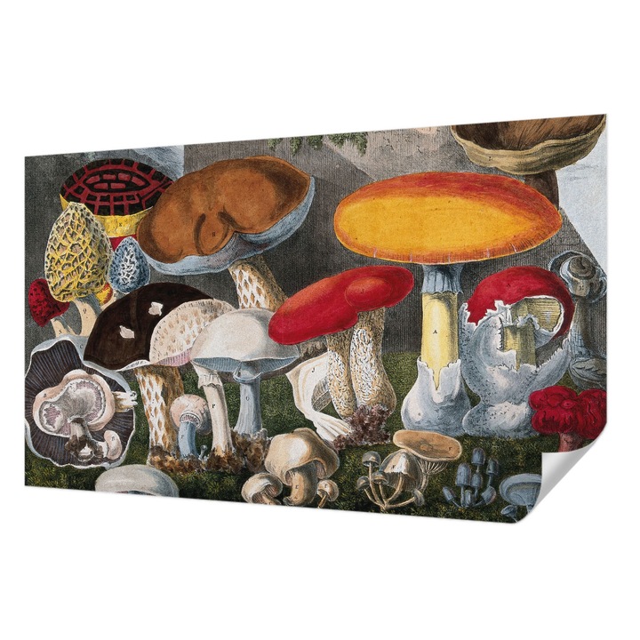 Fali Fotótapéta Autocolant, Wallfluent, Ciuperci botanice, Maro, 416 x 254 cm, Adeziv Puternic, Usor De Montat Si Rezistent, 010170060070000285506