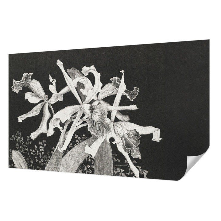 Öntapadós Dekor Tapéta, Wallfluent, Orchidea illusztráció, Fekete, 416 x 254 cm, Dekoráció, Falra, 010170060070000285601