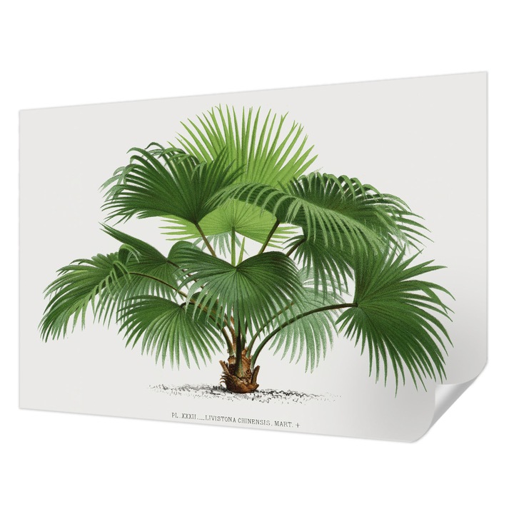 Fali Fotótapéta Autocolant, Wallfluent, Palmier exotic, Verde, 152 x 104 cm, Detasabil, Lavabil, 010170060180000285432