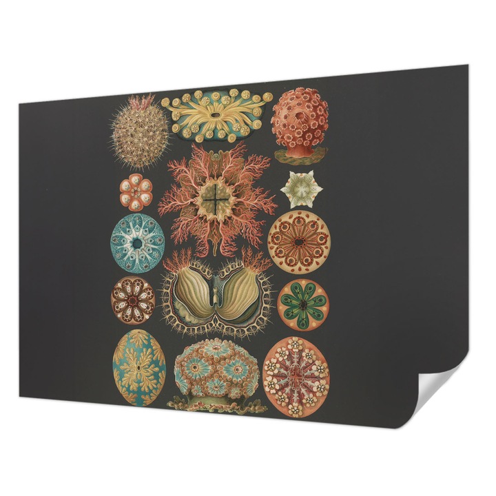 Tapet Textil Autocolant, Wallfluent, Inspiratii marine, Negru, 312 x 219 cm, Pentru Perete, Rezistente La Apa, Umiditate Si Pete, 010170060960000285381