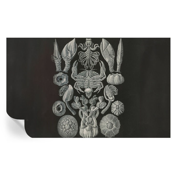 Öntapadós Tapéta Fali Dekoráció, Tulup, Víz alatti formák, Fekete, 416 x 254 cm, Dekor, Előszobába, Konyhába, 010170060070000285377