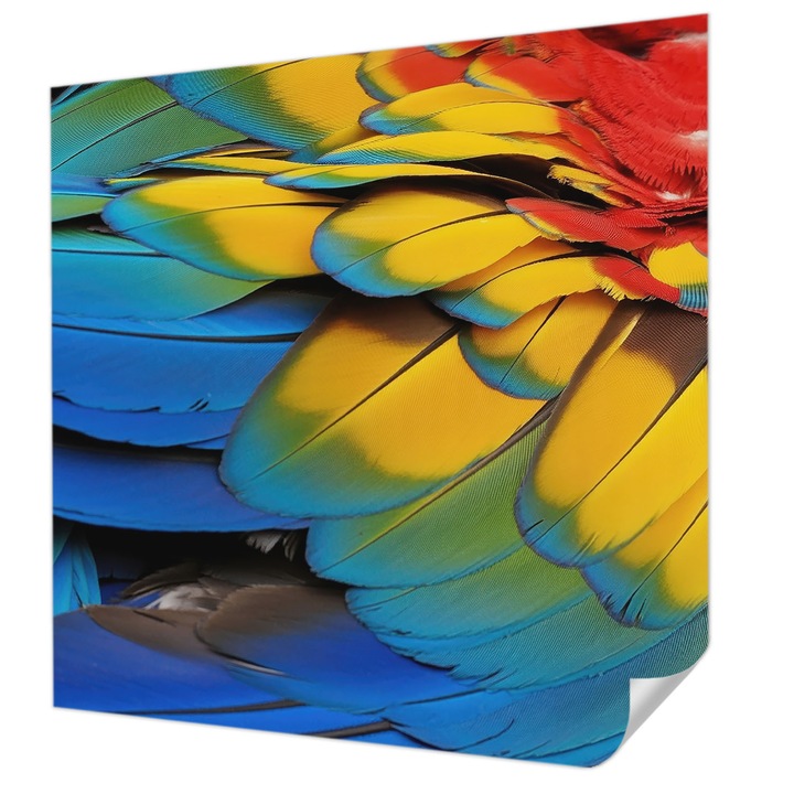 Öntapadós Fotótapéta Falra, Wallfluent, Szivárvány tollak, Kék, 250 x 250 cm, Erős Ragasztó, Modern Belsőépítészeti Dekoráció, 010170060030000284956