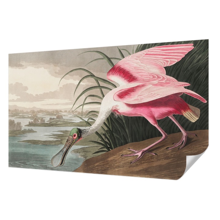 Öntapadós Fotótapéta Falra, Wallfluent, Egzotikus madár, Szürke, 416 x 254 cm, Fali Dekoráció, Nedvesség- És Foltálló, 010170060070000285658