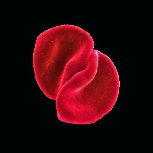 Peter Gabriel (from Genesis)-Scratch My Back-CD