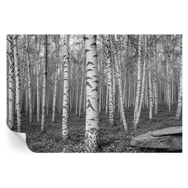 Tapet Autocolant De Perete, Tulup, Padure de mesteacan, Multicolor, 104 x 70 cm, Decorativ, Adeziv Puternic, 010170060170000284917