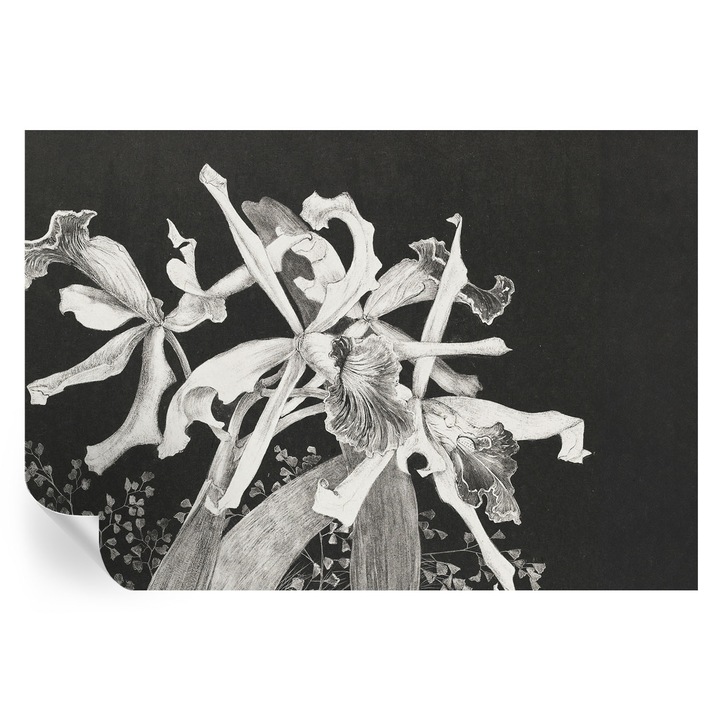 Tapet autocolant Tulup, ilustratie orhidee, negru, 152x104cm, detasabil