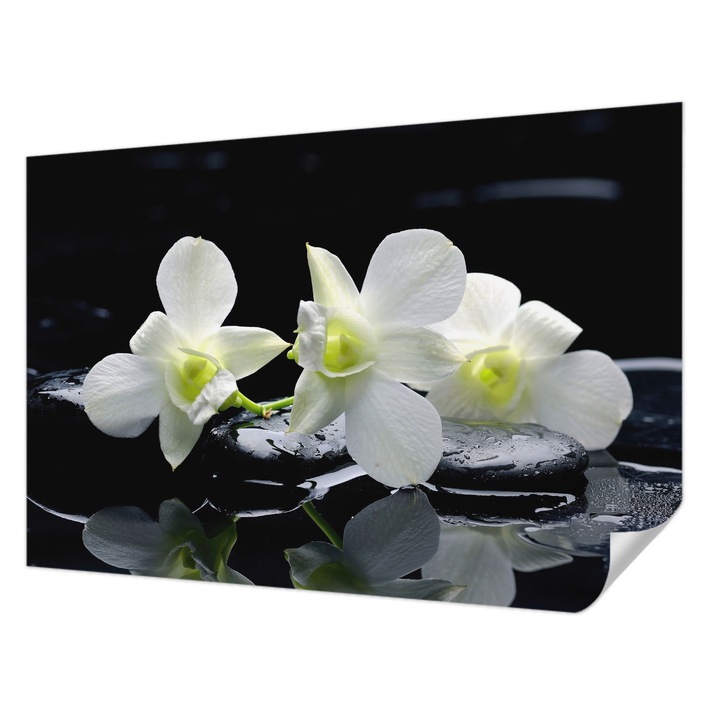 Öntapadós Tapéta Fali Dekoráció, Wallfluent, Virágok és kövek, Fehér, 104 x 70 cm, Modern Dizájn, Hálószobába, 010170060170000000629