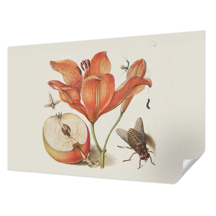 Öntapadós Tapéta Falra, Wallfluent, Botanikai illusztráció, Krémszín, 104 x 70 cm, Könnyen Tisztítható, Nedvességálló, 010170060170000285481