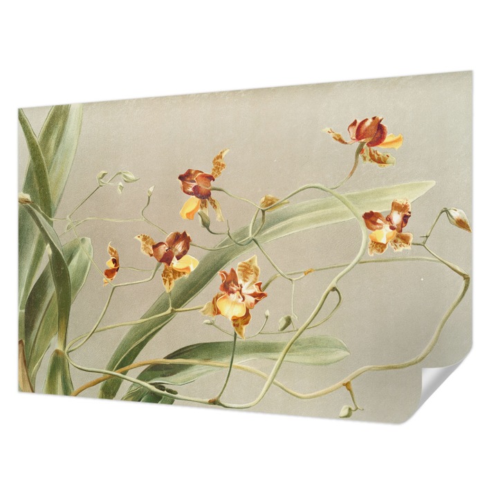 Öntapadós Tapéta Falra, Wallfluent, Klasszikus orchideák, Szürke, 104 x 70 cm, Könnyen Tisztítható, Nedvességálló, 010170060170000285577