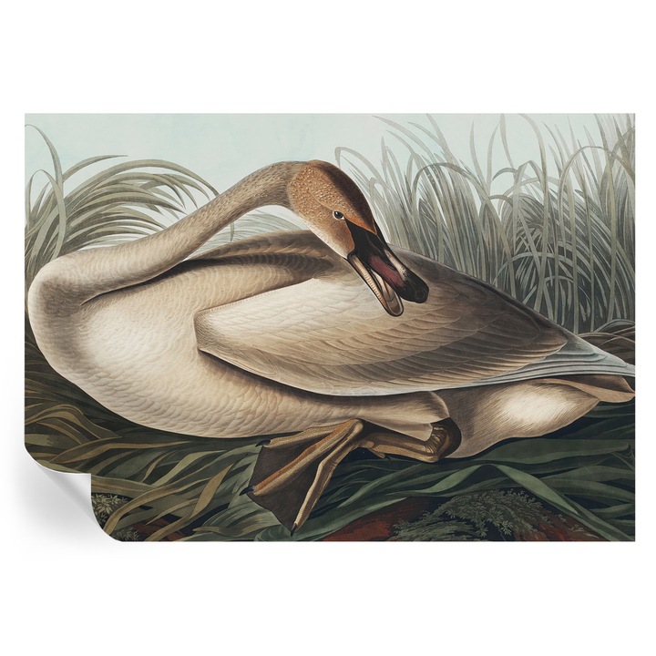 Fototapet, tulup, pasare naturala, mat, maro, 208x146 cm