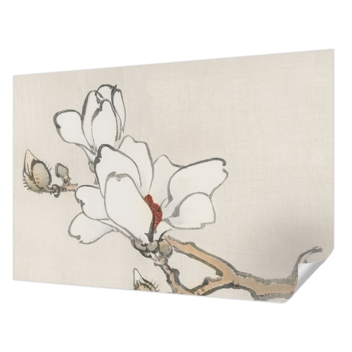 Öntapadós Fotótapéta Falra, Wallfluent, Finom magnóliák, Fehér, 152 x 104 cm, Dekoráció, Erős Ragasztó, 010170060180000017982