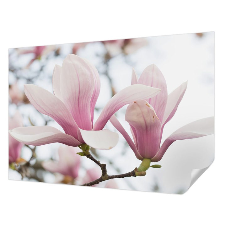 Öntapadós Fotótapéta Falra, Wallfluent, Magnólia virágok, Rózsaszín, 152 x 104 cm, Modern Dizájn, Könnyen Felszerelhető És Tisztítható, 010170060180000284925