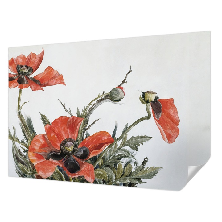 Öntapadós Fotótapéta Falra, Wallfluent, Piros pipacsok, Piros, 152 x 104 cm, Előszobába, Hálószobába, 010170060180000285465