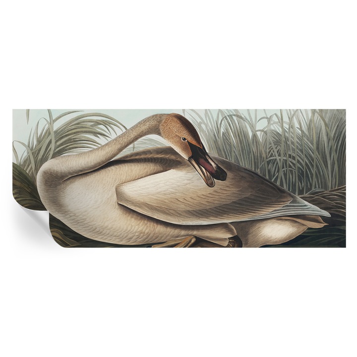 Fali Fotótapéta Autodeziv, Tulup, Pasare naturala, Maro, 250 x 104 cm, Decorativ, Pentru Sufragerie, Dormitor, 010170060020000285598