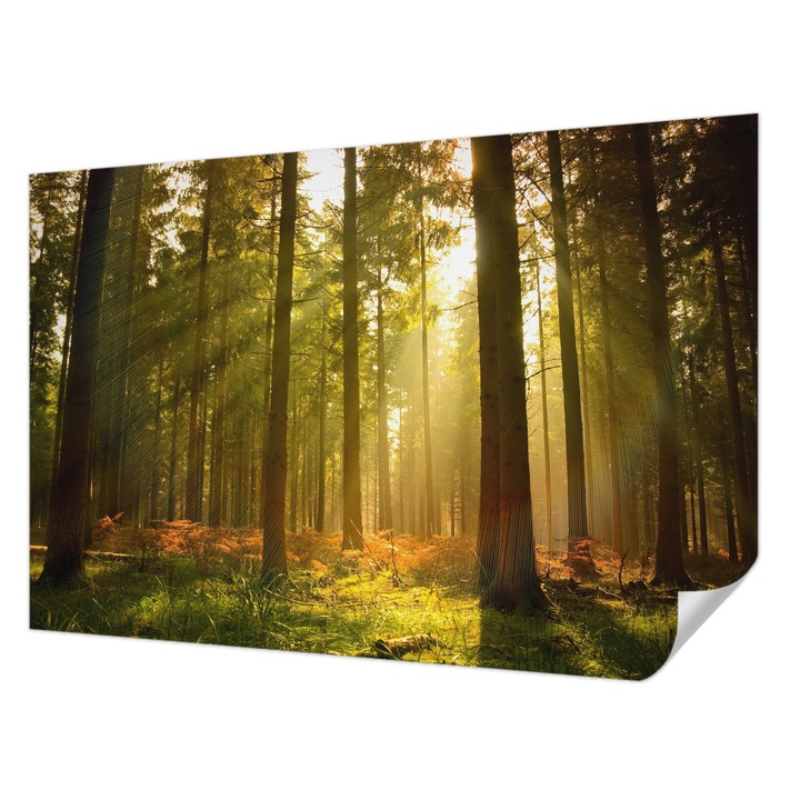 Tapet Textil Autocolant, Wallfluent, Dimineata in padure, Verde, 104 x 70 cm, Detasabil, Lavabil, 010170060170000000581