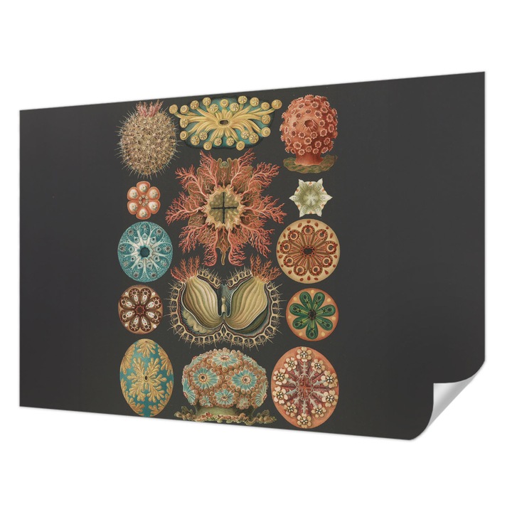 Tapet Textil Autocolant, Wallfluent, Inspiratii marine, Negru, 152 x 104 cm, Pentru Perete, Rezistente La Apa, Umiditate Si Pete, 010170060180000285381