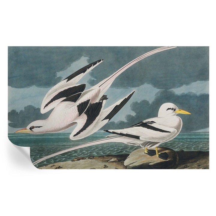 Tapet autocolant, Tulup, Pasari langa mare, Gri, 416x254cm