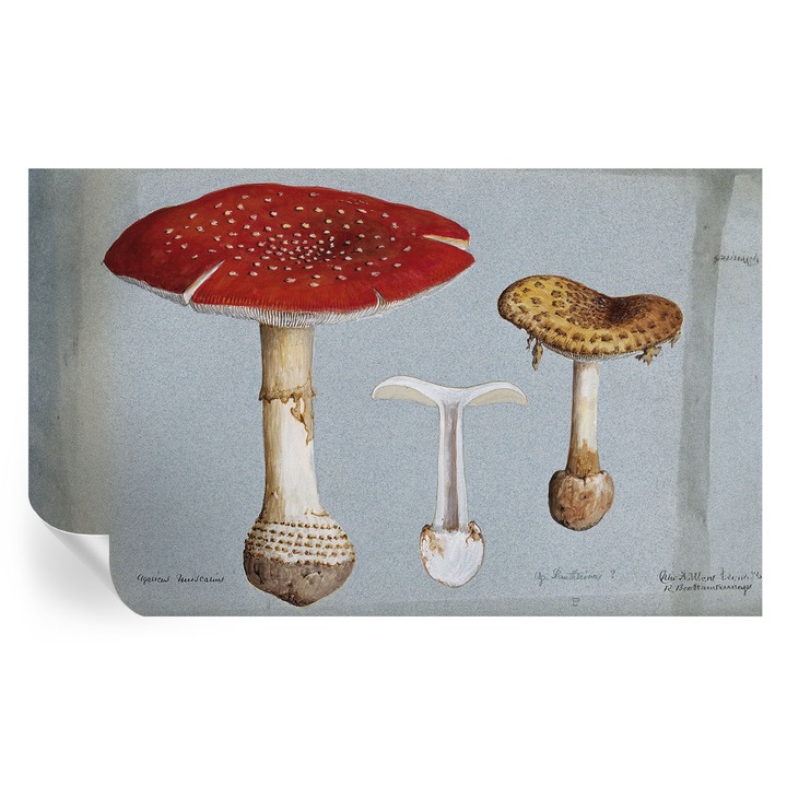 Öntapadós Fotótapéta Falra, Tulup, Gomba metszetek, Szürke, 416 x 254 cm, Dekoráció, Könnyen Tisztítható, 010170060070000285507