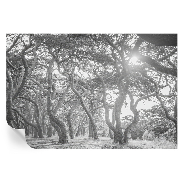 Öntapadós Tapéta Fali Dekoráció, Tulup, Légköri erdő, Fekete és fehér, 104 x 70 cm, Dekor, Előszobába, Konyhába, 010170060170000285013