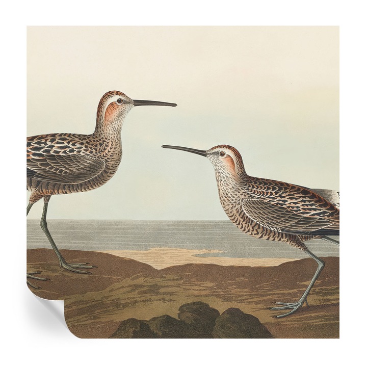 Öntapadós Dekor Tapéta, Tulup, Madár sziluettek, Barna, 250 x 250 cm, Dekoráció, Könnyen Tisztítható, 010170060030000285300