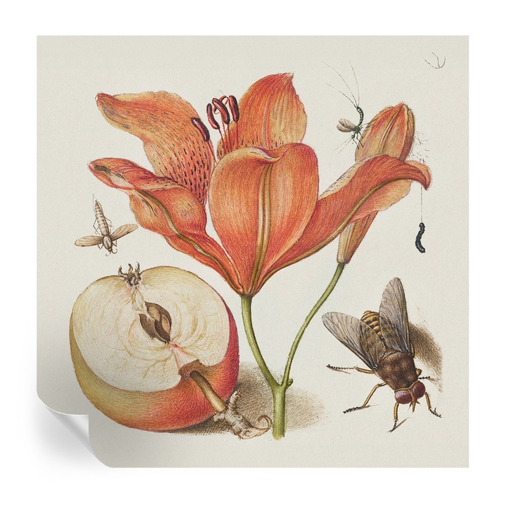 Öntapadós Tapéta Fali Dekoráció, Tulup, Botanikai illusztráció, Krémszín, 250 x 250 cm, Dekor, Nedvesség- És Foltálló, 010170060030000285481