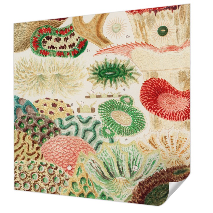 Tapet Autodeziv De Perete, Wallfluent, Forme organice, Verde, 250 x 250 cm, Pentru Baie, Bucatarie, 010170060030000285436