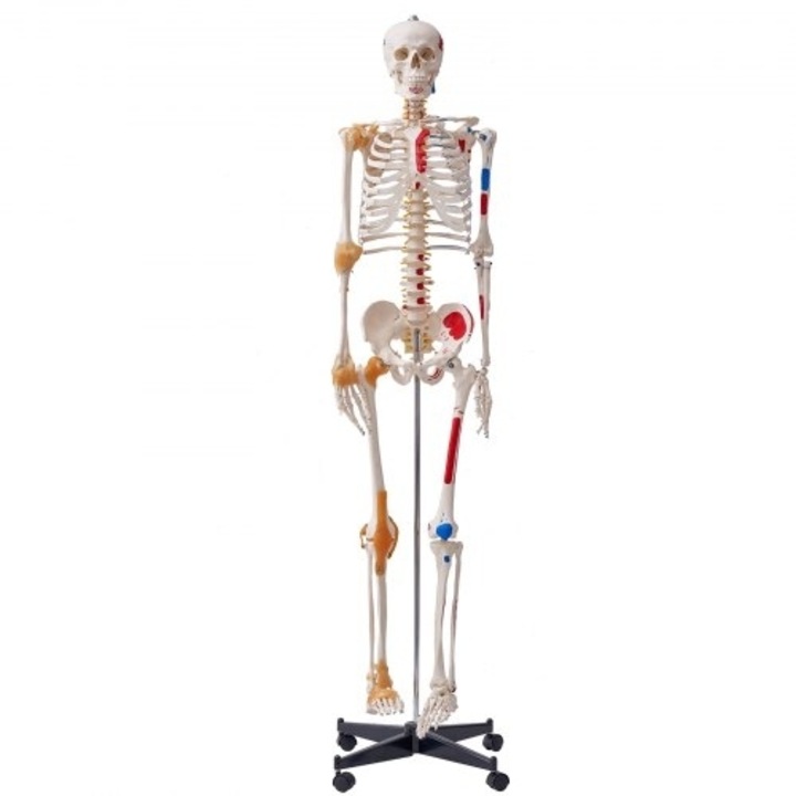 Model schelet uman VEVOR 182 cm, la scara reala, anatomic precis din PVC, cu articulatii, brate mobile, picioare si maxilar