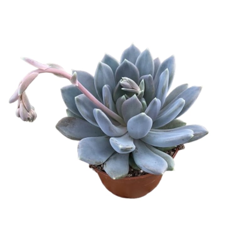 Planta suculentă, Pachyphytum Draco, argintie-albăstruie, pentru interior, diametru ghiveci 11 cm