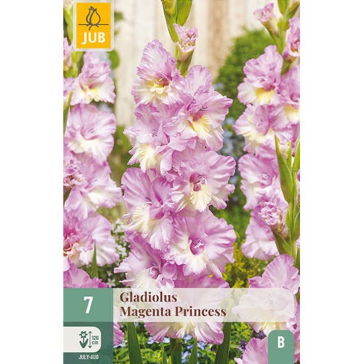 Bulbi, Gladiole Magenta Princess, Jub Holland, 7 buc