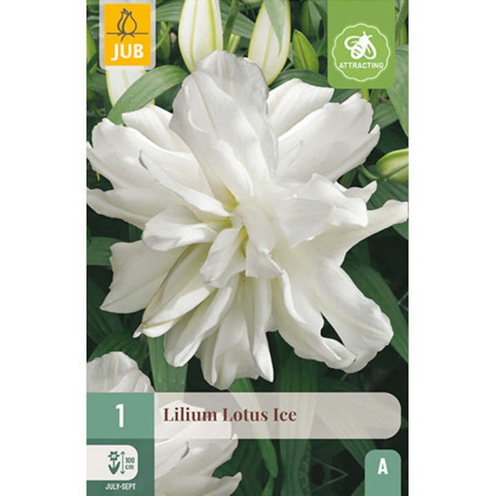 Bulbi, Crini Lotus Ice, Jub Holland, 1 buc