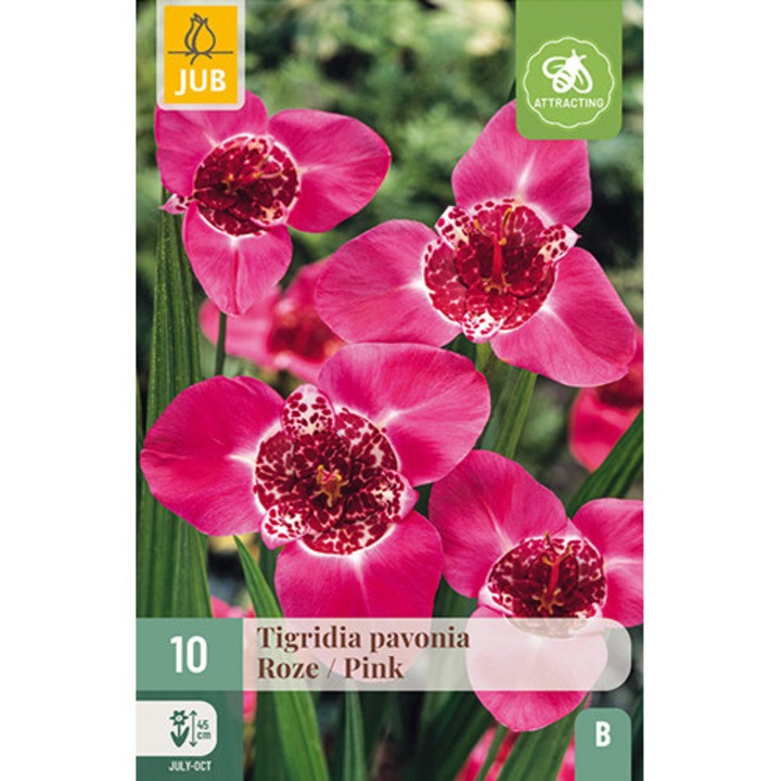 Bulbi, Tigridia Pavonia Pink, Jub Holland, 10 buc