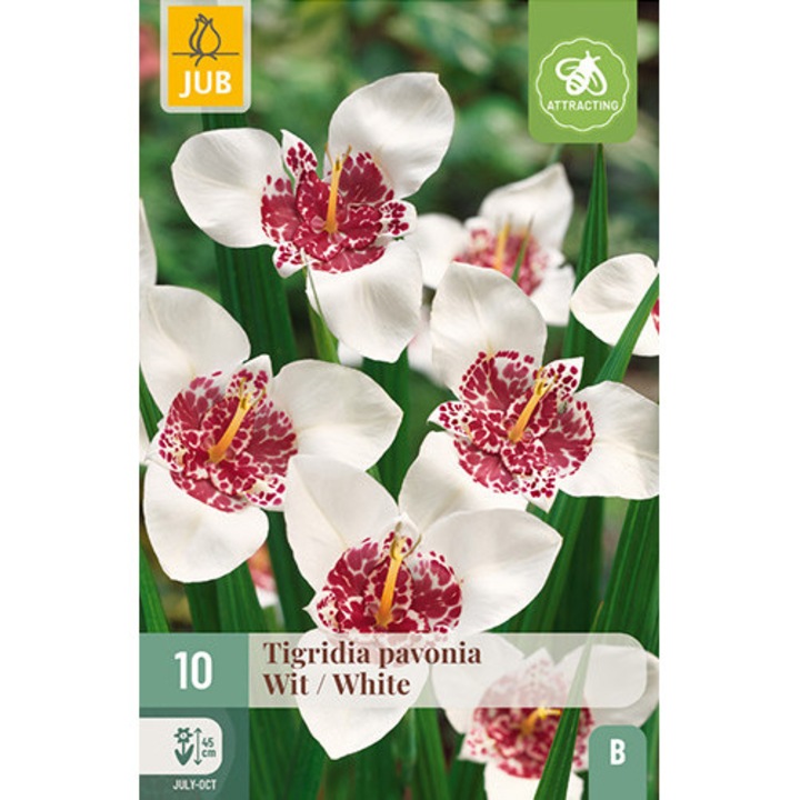 Bulbi, Tigridia Pavonia White, Jub Holland, 10 buc
