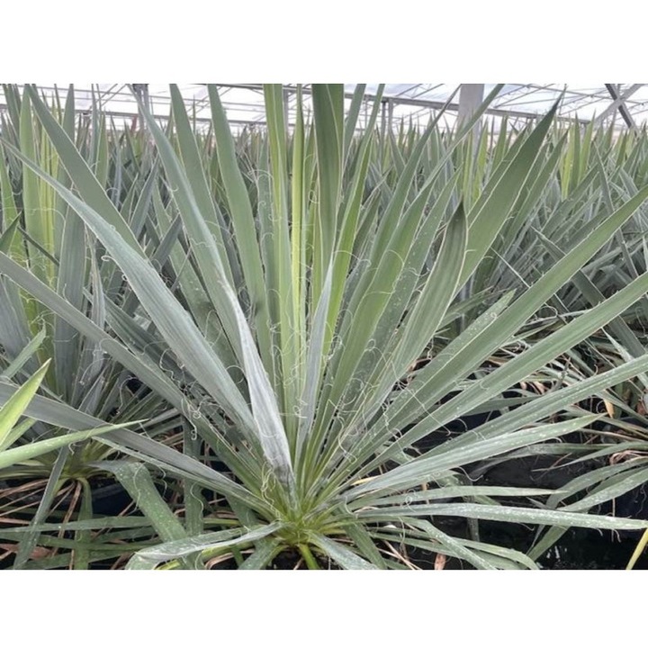 Planta perena, Yuca Filamentosa, ghiveci P21