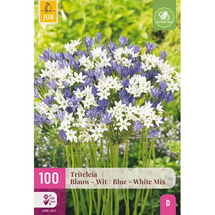 Bulbi, Triteleia Blue White Mix, Jub Holland, 100 buc