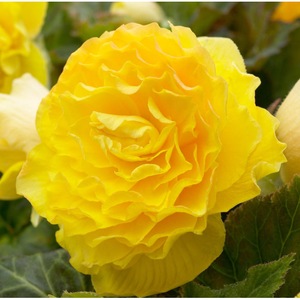 Bulbi, seminte si rasaduri