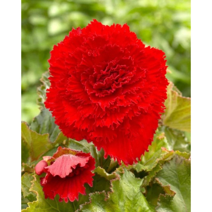 Begonia Dubla Franjurata Rosie – 1 bulb