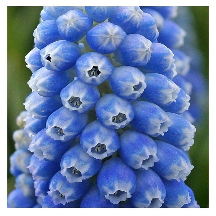Muscari Ocean Magic 9/10, 10 bulbi