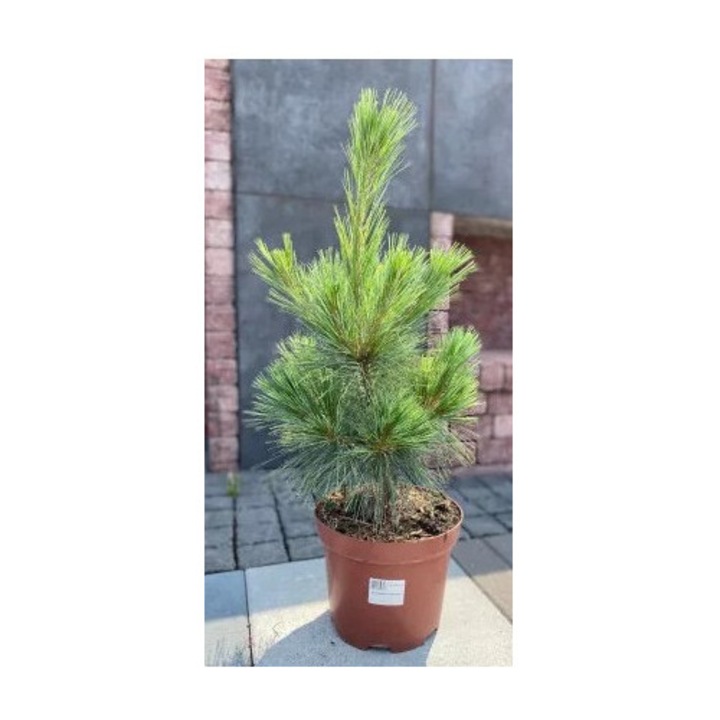 Arbust Pinus Schwerinii 'Wiethorst', C5
