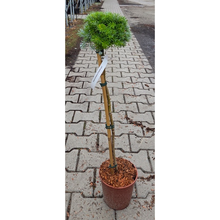 Koreai serpenyő FP70 CM - C2,2