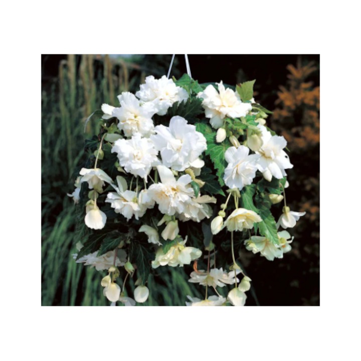 Begonia Curgatoare Cascade White – 1 bulb