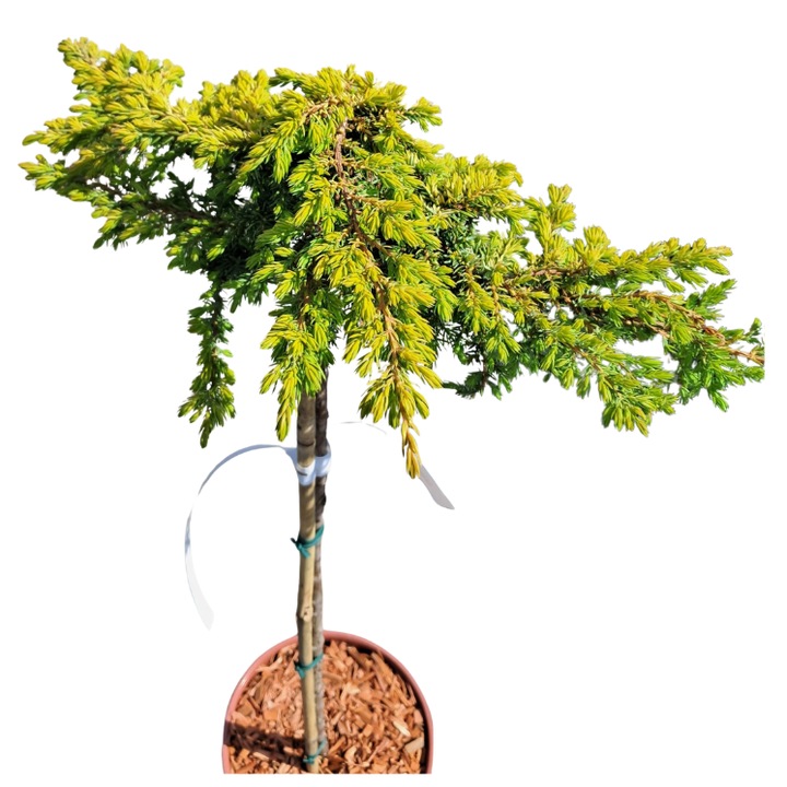 Pom Juniperus Communis, FP60/80 - C5