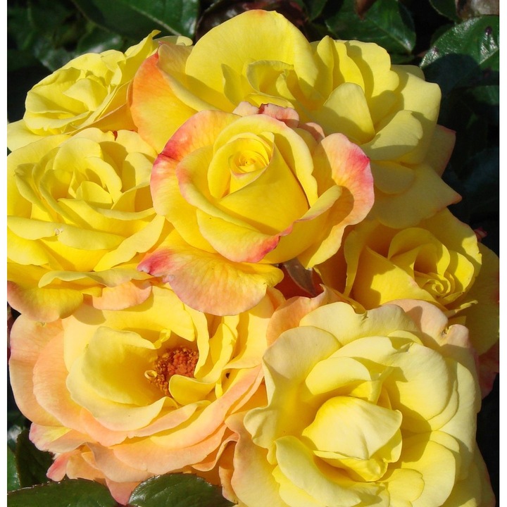 Trandafir urcator Night Light, cu inflorire repetata, culoare galben, inaltime la maturitate 2-3 m - Poulsen - la ghiveci