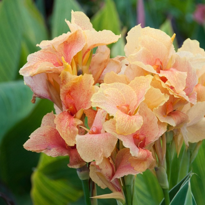 Canna Chou Chou, flori crem cu pete galbene, 120-150 cm, 1 rizom