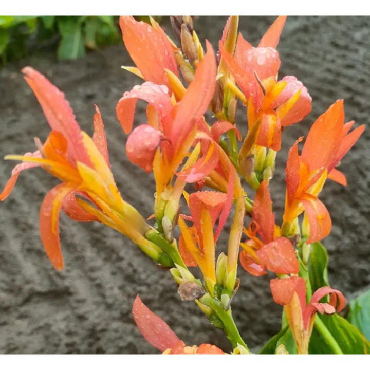 Rizom Canna, portocaliu aprins și portocaliu caisă, 120-150 cm, 1 bucată