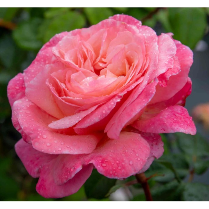 Trandafir Senteurs de Printemps, cu inflorire repetata, puternic parfumat, culoare roz in degradee, inaltime la maturitate 0.8 m - Avramis - la ghiveci