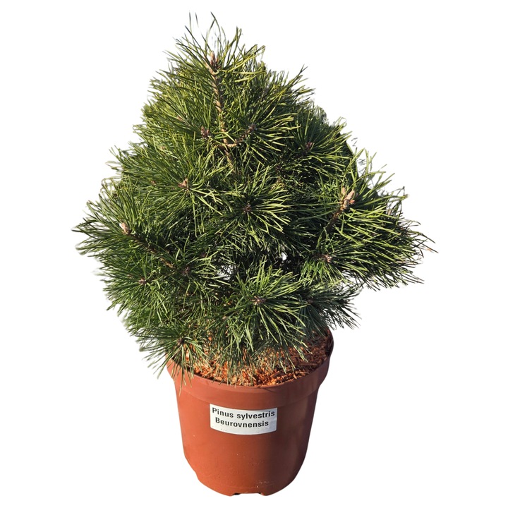 Pin Beuvronensis C10 Pinus sylvestris Beuvronensis