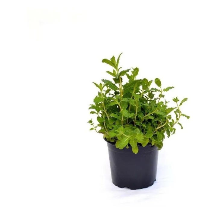 Planta aromatica, Menta ‘AppleMint’, Menta cu aroma de mar, Mentha suaveolens, (ghiveci P10)