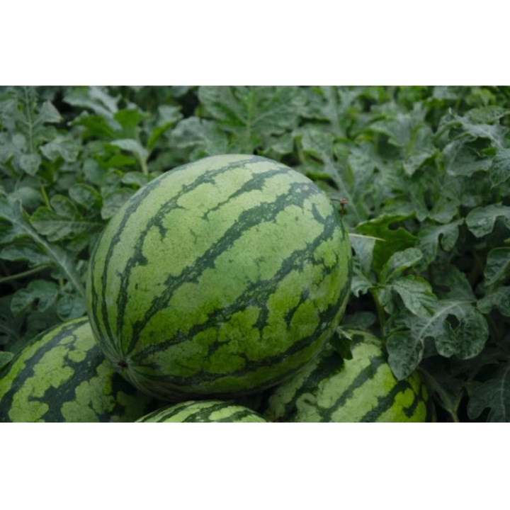 Seminte de pepene verde Bedouin F1, 200 seminte, Bejo