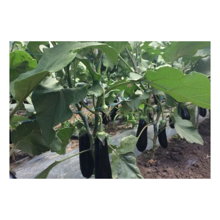 Seminte de vinete Anamur F1, 100 seminte, Rijk Zwaan