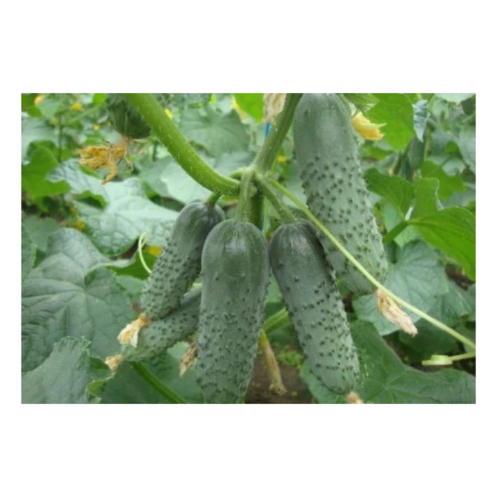 Seminte de castraveti Lenara F1, 1000 seminte, Rijk Zwaan